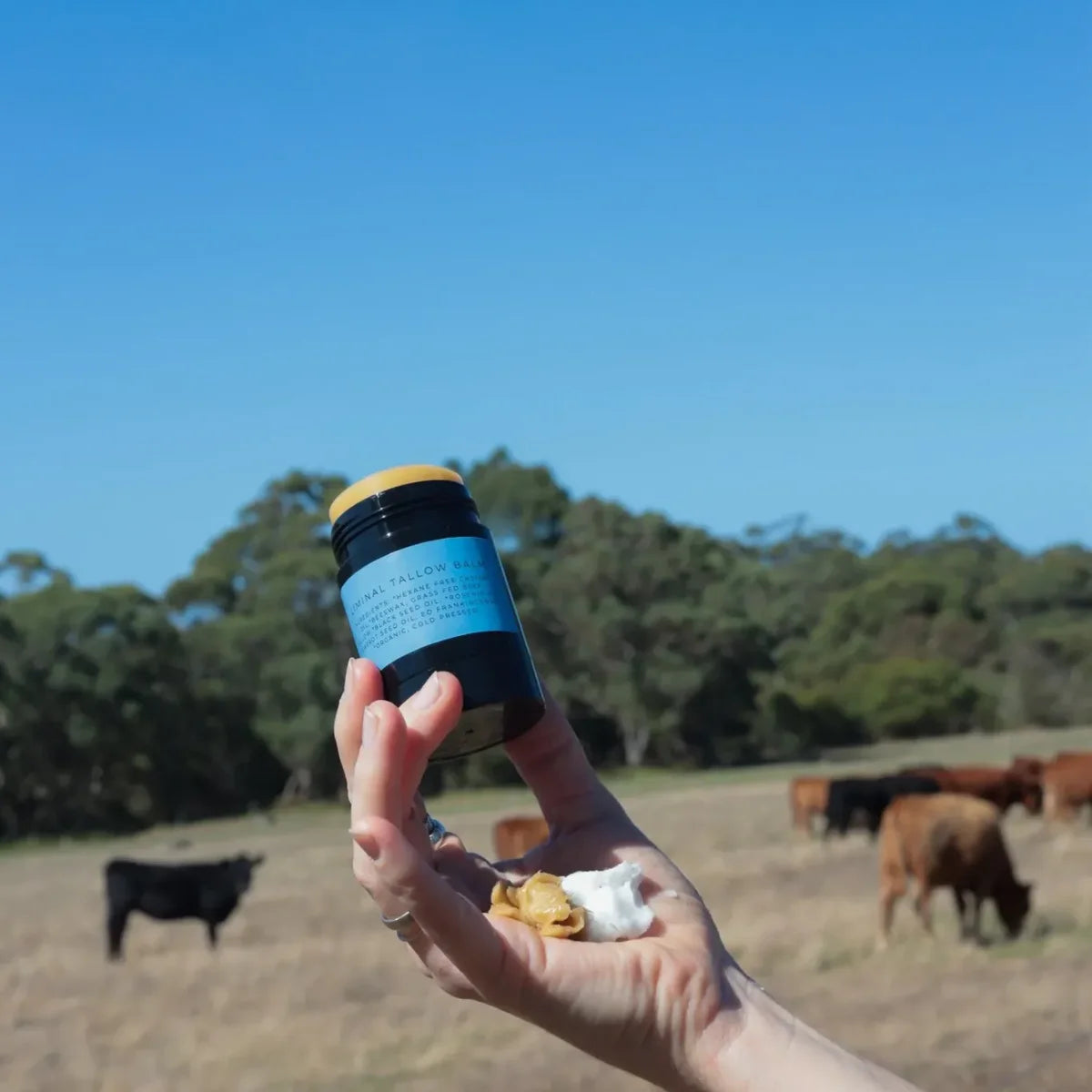 hand holding tallow balm with balm smeared on hand. Cows in background